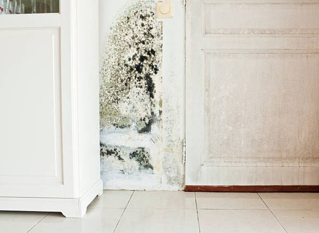 Black mold growing on a wall beside a white cabinet