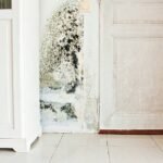 Mold Damage